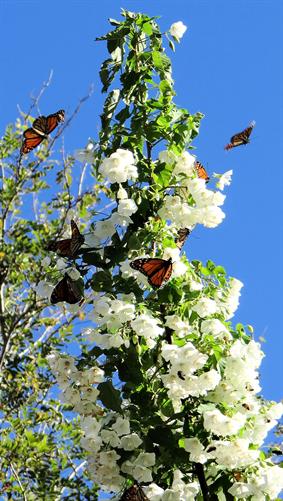 Butterflies On Blossums, WA. 